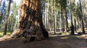 Biggest Trees in the World