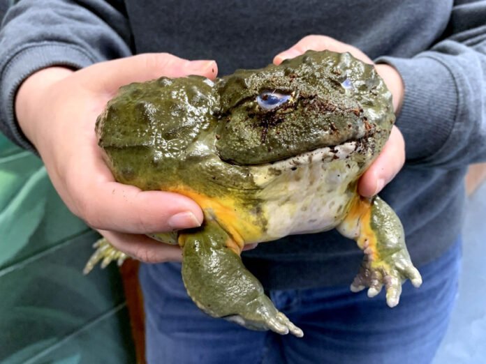 African Bullfrog - Biggest Frogs in the World