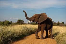 African Bush Elephant - Sub-Saharan Africa