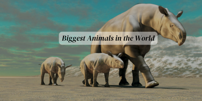 Biggest Animals in the World