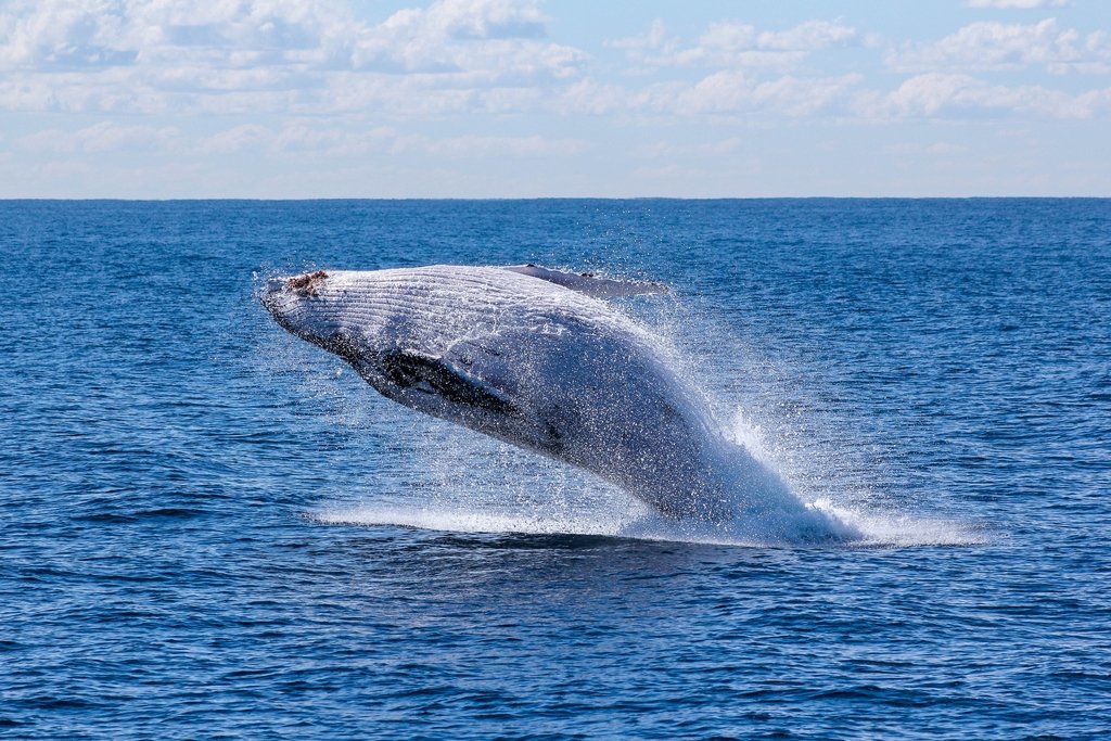 Blue Whale - North Atlantic Ocean - Biggest Animals in the World