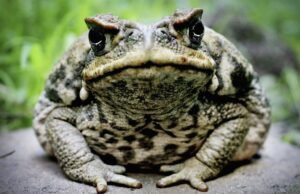 Biggest Frogs in the World