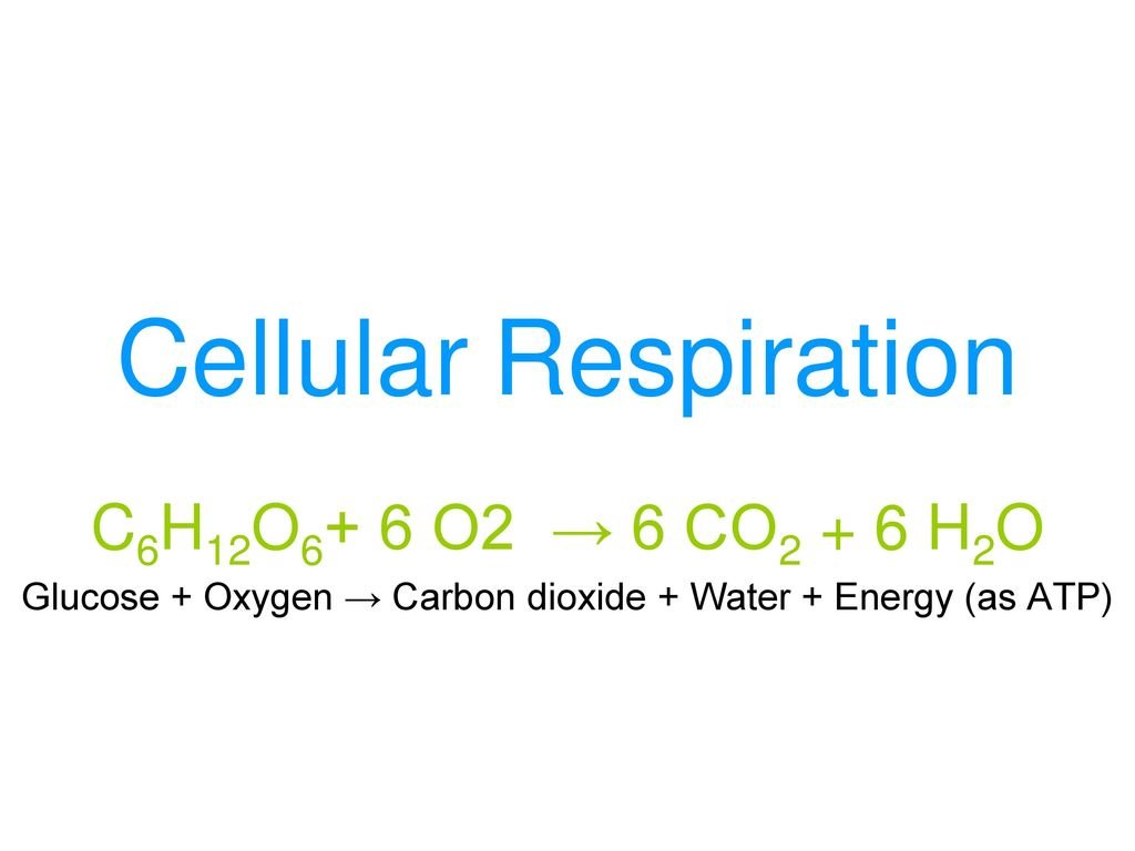Cellular respiration catabolic process
