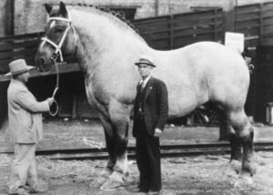 Biggest Horses in the World
