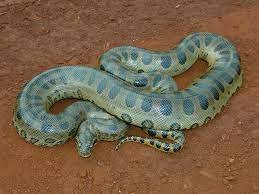 Giant Anaconda - South America