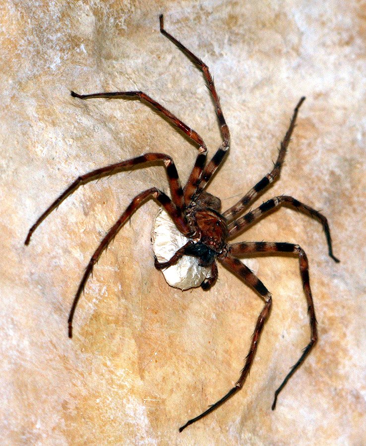 Giant Huntsman Biggest Spider