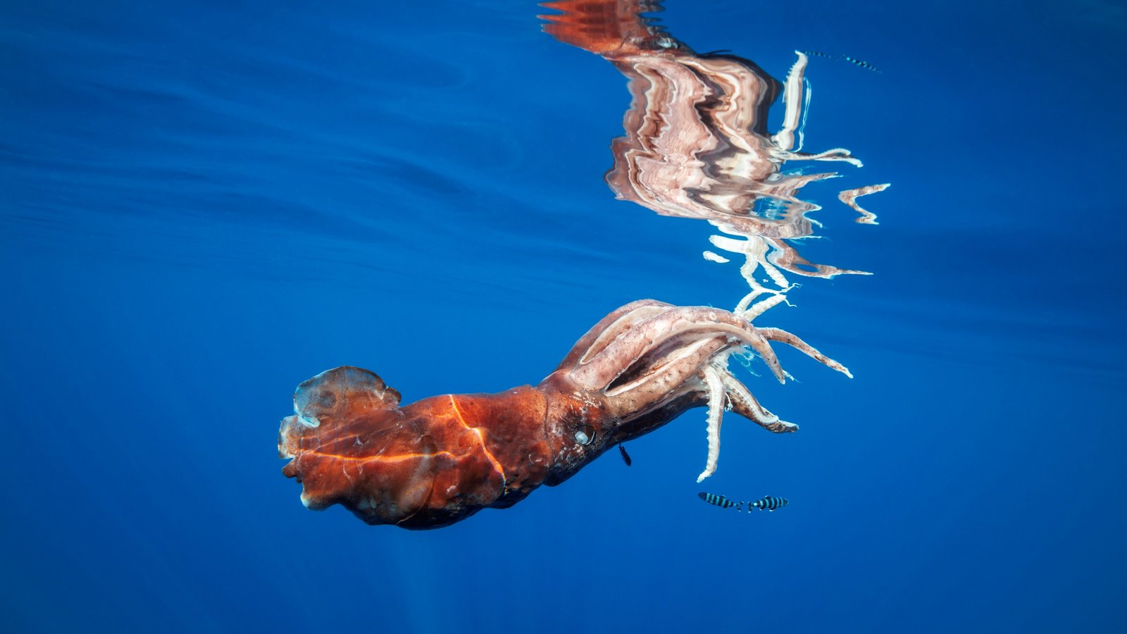 Giant Squid - North Atlantic Ocean