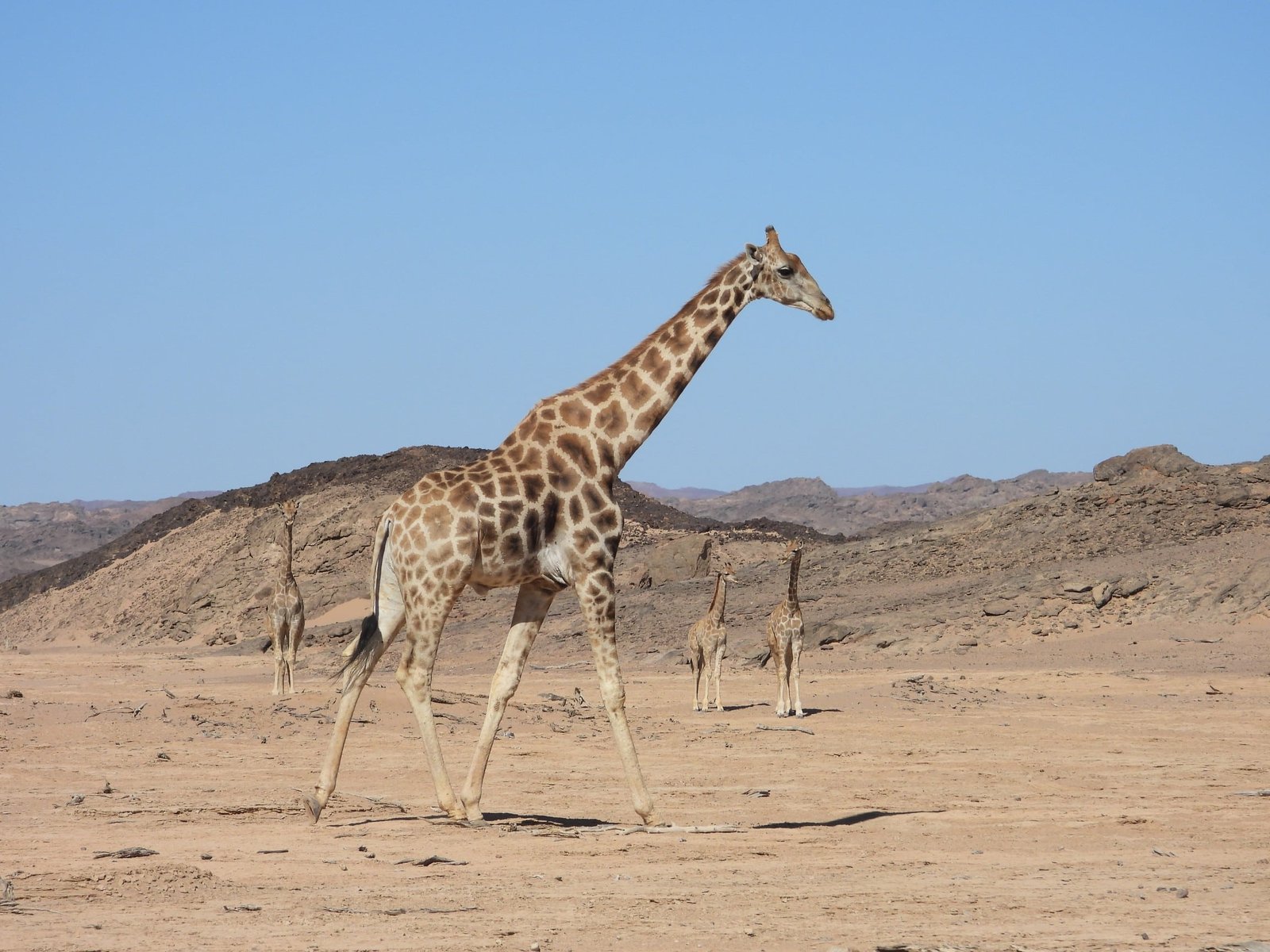 Giraffe - Southern Africa