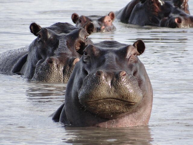 Hippopotamus - sub-Saharan Africa