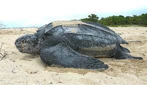 Leatherback Sea Turtle - Atlantic, Pacific, and Indian Oceans