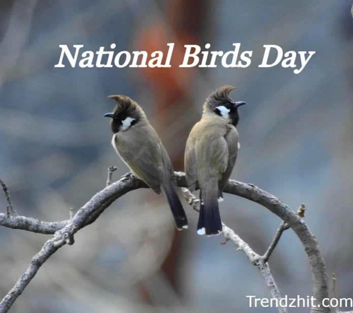 National Birds Day 2024 
