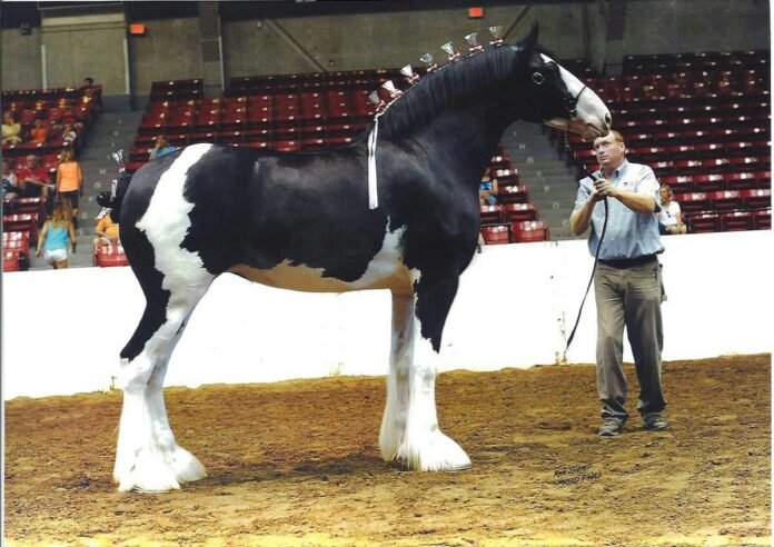 Biggest Horses in the World