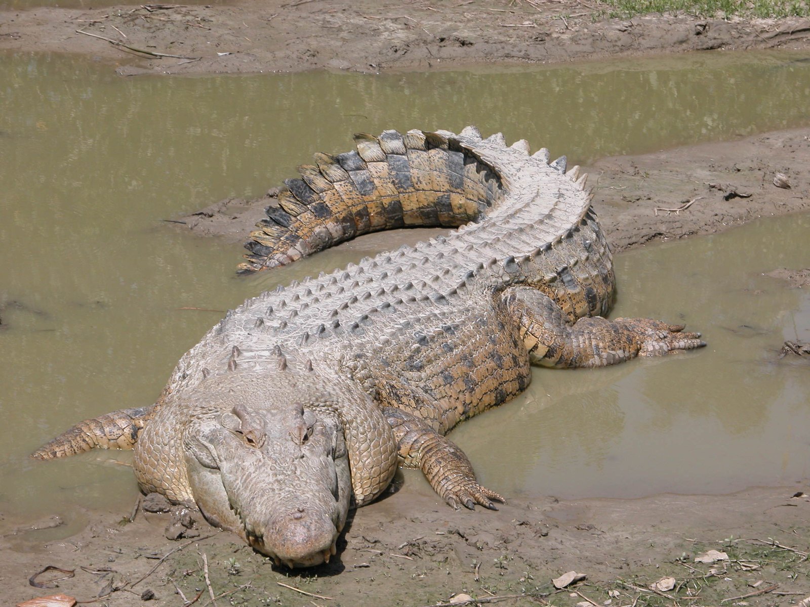 Saltwater Crocodile - India's east coast & Australia's Northern Coast