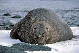 Southern Elephant Seal - sub-Antarctic and Antarctic waters