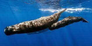 Sperm Whale - Arctic and Antarctic