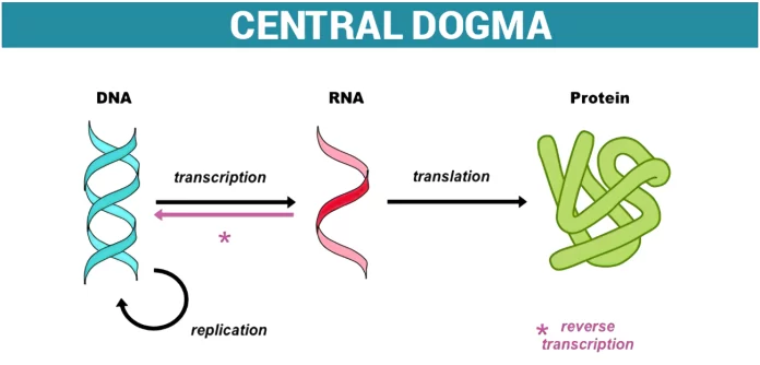 What is Central Dogma - An Inheritance Mechanism of Translation