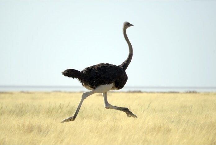 Ostrich Biggest Birds in the World
