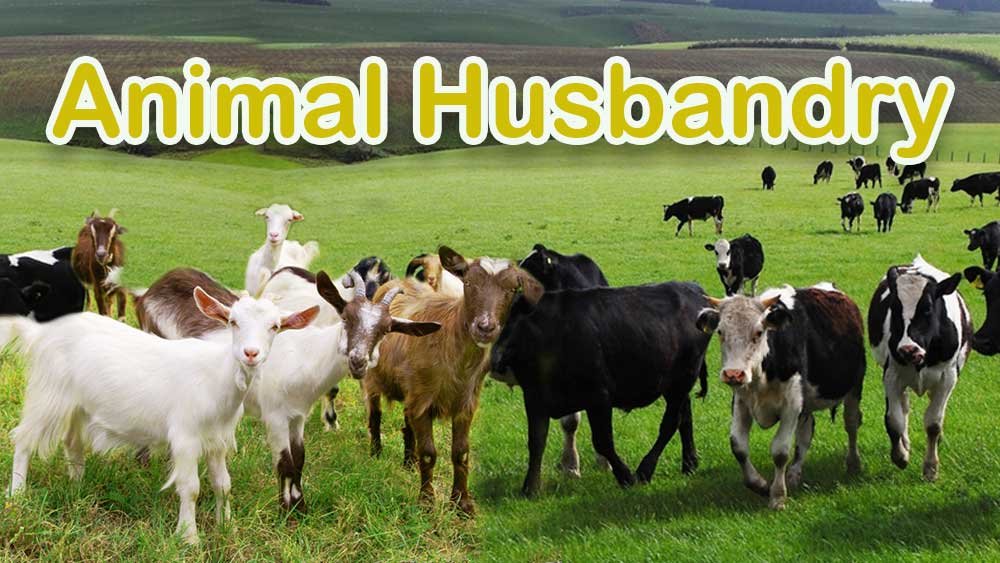 Animal-Husbandry poultry farming