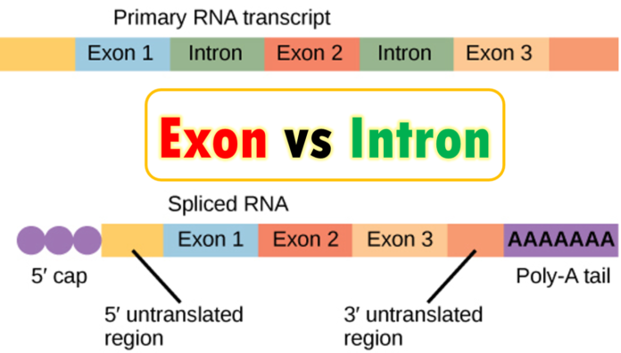 Difference Between Exon And Cistron