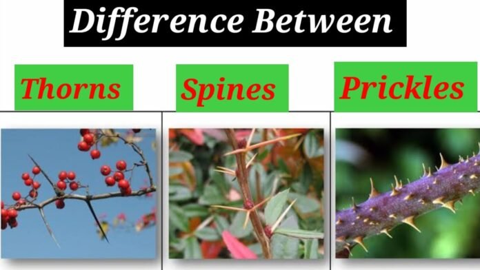 Difference Between Thorns And Spines