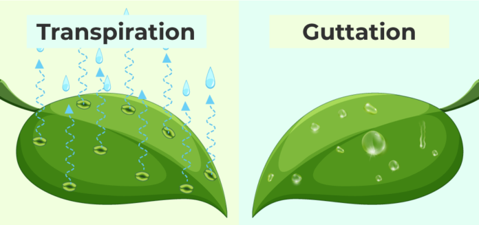 Difference Between Transpiration And Guttation