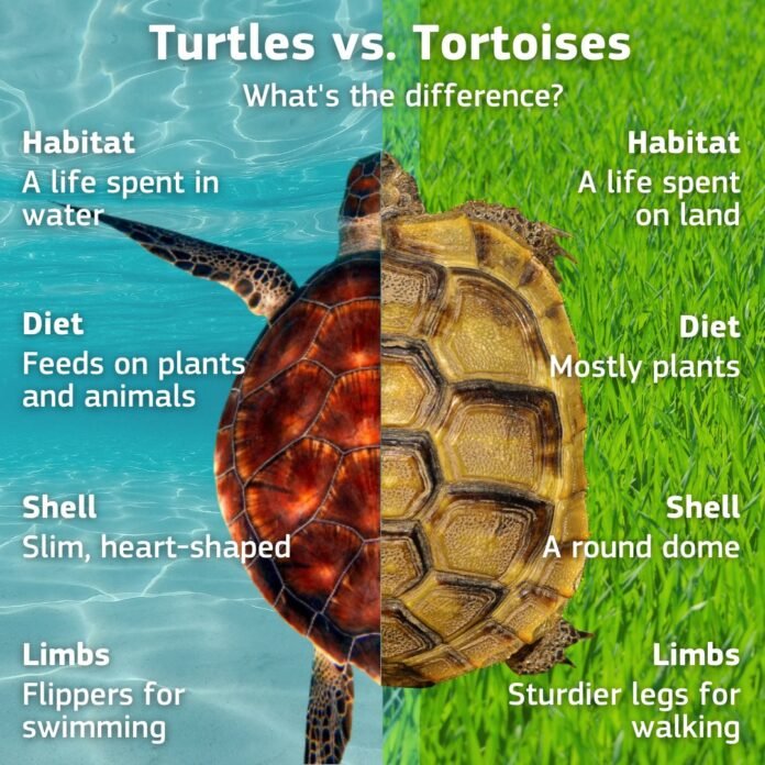 Difference Between Turtles And Tortoises