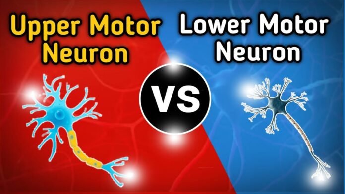 Difference Between Upper And Lower Motor Neurons