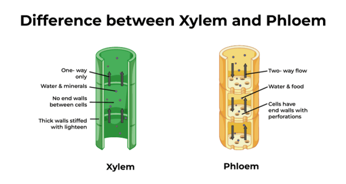 Difference-between-Xylem-and-Phloem