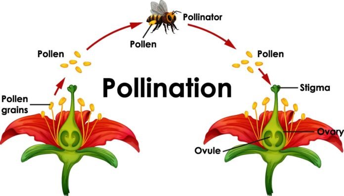Different Modes Of Plant Reproduction