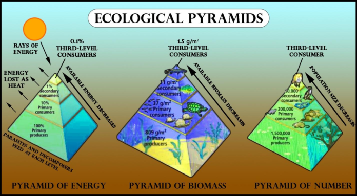 Different Types Ecological Pyramids