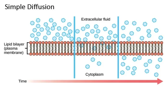 Diffusion Means Of Transport