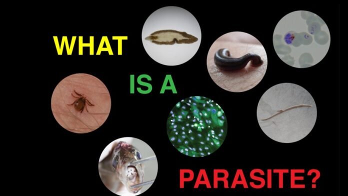Parasites: Classification of Parasites, Characteristics of Parasites, Life Cycles