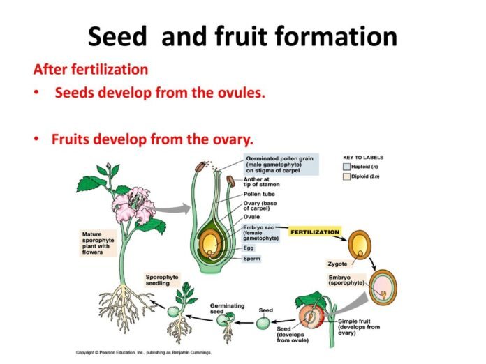 Seeds and Fruits Formation